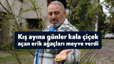 Kocaeli'de kış ayına girilmesine günler kala çiçek açan erik ağaçları