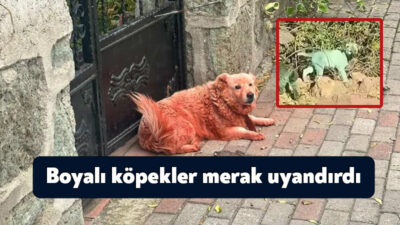 Kocaeli'de vücutlarının çeşitli yerleri mavi, yeşil ve kızıl renklere boyanmış