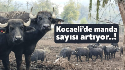 Büyükşehir Belediyesi’nin damızlık manda desteği sonrası Kocaeli’de manda sayısında artış