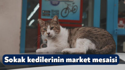 ürkiye'nin hemen her kentinde sokakların vazgeçilmez sakinleri olan kediler, yiyecek