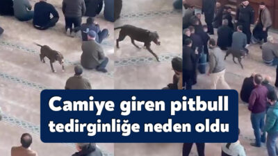 Kocaeli’de cuma namazı öncesinde bir camiye başıboş pitbull cinsi köpeğin