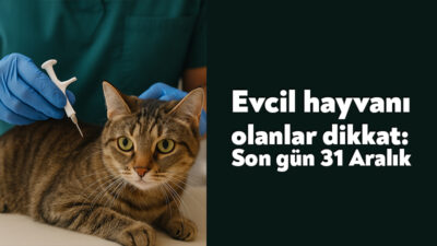 Tüm sahipli kedi, köpek ve gelinciklere mikroçip takılması ve Ev