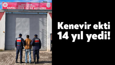 Kocaeli Valiliği yasadışı kenevir yetiştirmek suçundan 14 yıl 5 ay