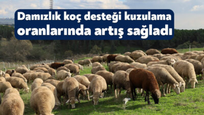 Kocaeli Büyükşehir Belediyesi damızlık koç projesindeki desteğine devam ediyor. Kocaeli