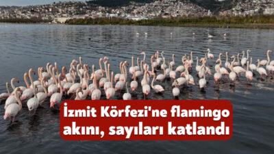 Türkiye'nin sanayi üretim merkezlerinden Kocaeli, sadece fabrikalarıyla değil biyolojik çeşitliliğiyle