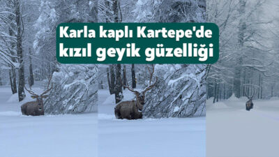 Kocaeli'nin kış turizmiyle ünlü ilçesi Kartepe'de kızıl geyik görüntülendi.