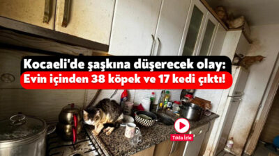 Kocaeli'nin Kandıra ilçesinde bir evde çok sayıda kedi ve