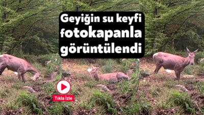 Kocaeli'nin ormanlık bölgelerinde yürütülen yaban hayatını izleme çalışmaları kapsamında, bir