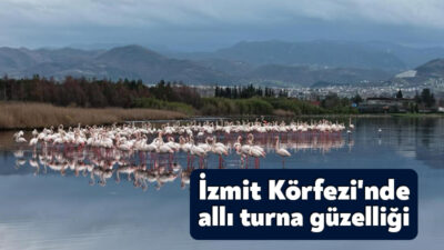 Göçmen kuşların önemli duraklarından biri olan İzmit Körfezi'ni mesken tutan