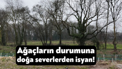 Kartepe’de dere çevresinde yer alan tarihi ağaçların durumuna doğa severler