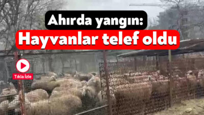 Kocaeli'nin Dilovası ilçesinde ahırda çıkan yangında 80 küçükbaş, 180 hindi