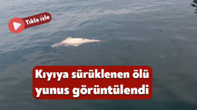 Kocaeli'nin Karamürsel ilçesinde kıyıya yakın bir noktada, su yüzeyinde