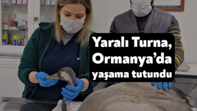 Kocaeli Büyükşehir Belediyesi tarafından Ormanya Doğal Yaşam Parkı bünyesinde hizmet