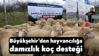 Kocaeli Büyükşehir Belediyesi, koyun ve keçi yetiştiriciliğini desteklemek amacıyla hayata