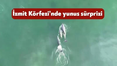 İzmit Körfezi’nde yunus sürüsü masmavi sularda adeta dans ederek izleyenlere
