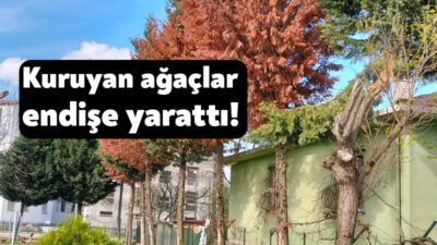 Kartepe’nin Dumlupınar Mahallesi’nde yer alan çocuk parkındaki kurumuş ağaçlar kurudu.
