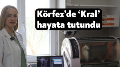 Körfez’de sokakta yaşam mücadelesi veren “Kral” isimli kedi, az sayıda