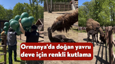 Kocaeli'deki Ormanya Doğal Yaşam Parkı'nda dünyaya gelen ve sağlık durumu