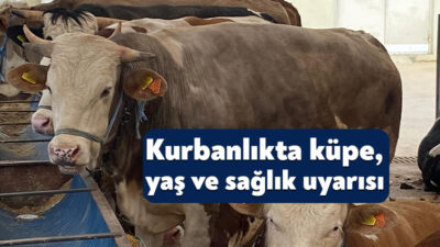 Kocaeli Veteriner Hekimleri Odası Başkanı Mehmet Bostancı, yaklaşan Kurban Bayramı
