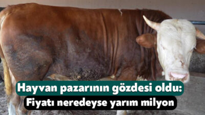 Kocaeli'de Kurban Bayramı öncesi besi çiftliklerinde hareketlilik devam ederken, özenle