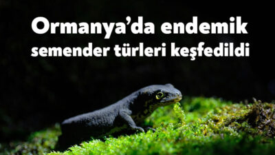 Kocaeli Büyükşehir Belediyesi bünyesinde hizmet veren Ormanya’da yeni canlı türleri