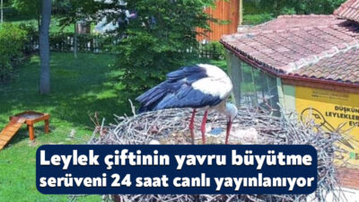 Kocaeli'deki Ormanya'da yuva kuran engelli leylekler "Pişmaniye" ile "Bulut"un