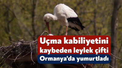 Kocaeli'deki Ormanya'da kurulan ve Osmanlı'nın "Gurebahane-i Laklakan" (Düşkün Leylekler Evi)