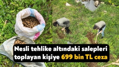 Kocaeli’de nesli tehlike altında bulunan salep orkidelerinin izinsiz toplanması üzerine