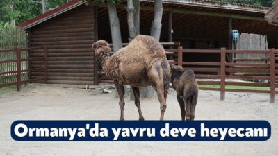 "Avrupa'nın en büyük doğal yaşam parkı" unvanlı Ormanya Doğal Yaşam