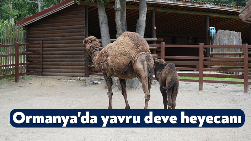 Avrupa’nın en büyük doğal yaşam parkı: Ormanya’da yavru deve heyecanı "Avrupa'nın en büyük doğal yaşam parkı" unvanlı Ormanya Doğal Yaşam