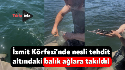 Kocaeli'nin İzmit ilçesinde ağa takılan nesli tehdit altındaki mersin balığı,
