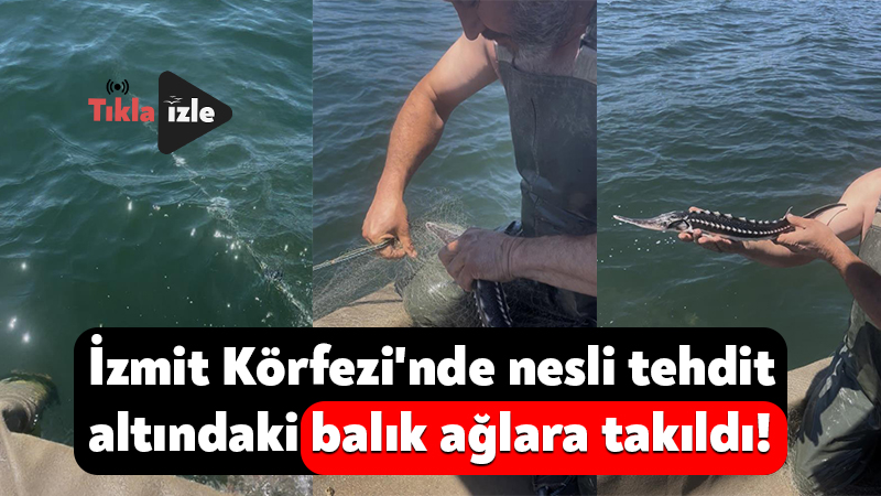 İzmit Körfezi’nde nesli tehdit altındaki balık ağlara takıldı! Kocaeli'nin İzmit ilçesinde ağa takılan nesli tehdit altındaki mersin balığı,
