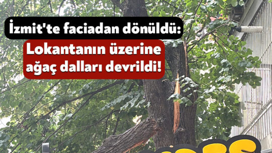 Kocaeli'nin İzmit ilçesinde zamanla gövdesi zayıflayan ağacın dalları kırılarak bir