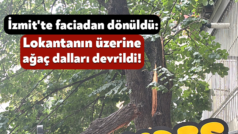 Kocaeli'nin İzmit ilçesinde zamanla gövdesi zayıflayan ağacın dalları kırılarak bir