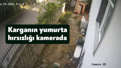 Karganın yumurta hırsızlığı kameraya yansıdı Kocaeli'nin Darıca ilçesinde tavuk kümesinden yumurta alan karga, güvenlik kamerasınca