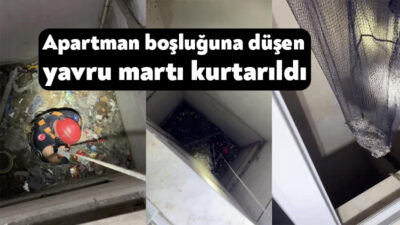 Kocaeli'nin Karamürsel ilçesinde apartman boşluğuna düşen yavru martı, itfaiye ekiplerince