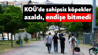 Kocaeli Üniversitesi’nde sahipsiz köpekler azaldı, endişe bitmedi Kocaeli Üniversitesi Umuttepe Kampüsü'nde geçmiş yıllarda öğrencilere saldıran ve hastane