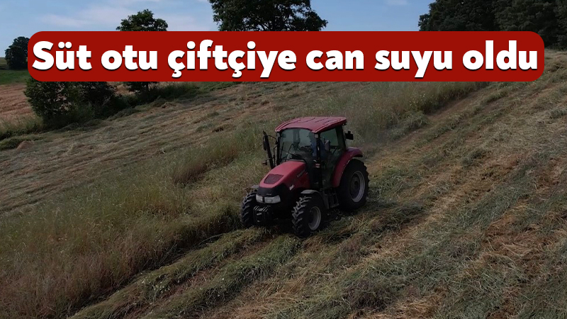 Kocaeli’de süt otu çiftçiye can suyu oldu Kocaeli'de tarım ve hayvancılığı geliştirmek için yürütülen proje kapsamında üreticilere