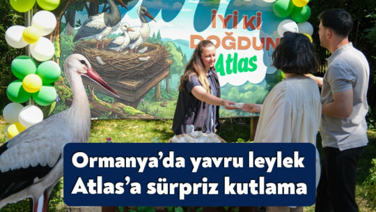 Kocaeli Büyükşehir Belediyesi’nin yaban hayatını koruma çalışmaları kapsamında Ormanya’da yaşatılan