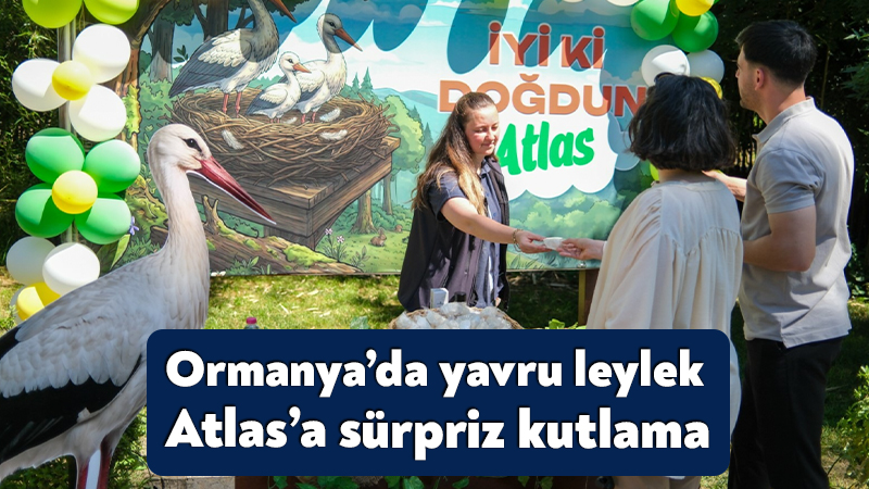 Kocaeli Büyükşehir Belediyesi’nin yaban hayatını koruma çalışmaları kapsamında Ormanya’da yaşatılan