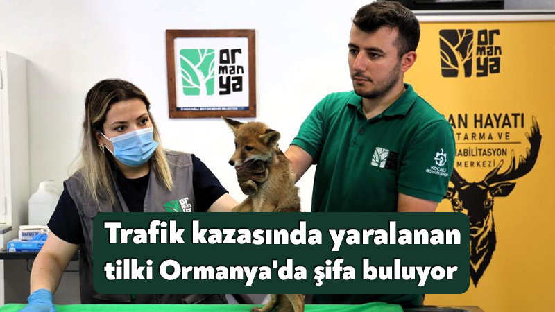 Kocaeli'de trafik kazası sonucu yaralanan yavru tilki, Kocaeli Büyükşehir Belediyesi