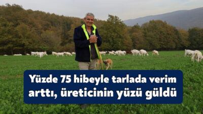 Kocaeli'de üreticilere yüzde 75 hibeyle dağıtılan süt otu tohumları, hasatta