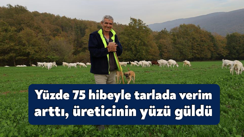 Kocaeli'de üreticilere yüzde 75 hibeyle dağıtılan süt otu tohumları, hasatta