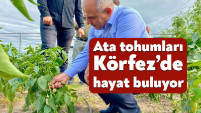 Körfez Belediyesi, yerli tohumların korunması, organik tarımın teşvik edilmesi ve