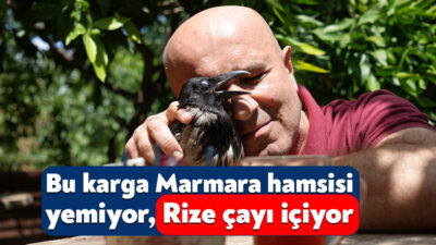 Kocaeli'de 3 yıl önce yaralı halde bulup sahiplendiği kargayı yanından