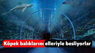 Kocaeli'deki Körfez Aqua'da dalgıçların köpek balıklarını elleriyle beslediği anlar, ziyaretçilerden