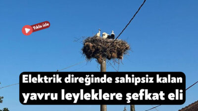 Kocaeli'nin Derince ilçesinde elektrik direğindeki yuvada sahipsiz kalan 4 yavru