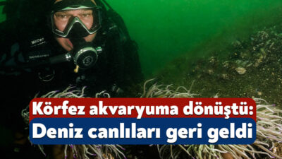 İzmit Körfezi'nde yürütülen dip çamuru temizliği çalışmalarının ardından su altı