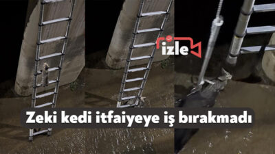 Kocaeli'nin İzmit ilçesinde derede mahsur kalan kedi, itfaiye ekiplerinin kurtarma