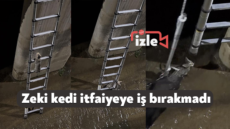 Kocaeli İzmit ilçesinde zeki kedi itfaiyeye iş bırakmadı Kocaeli'nin İzmit ilçesinde derede mahsur kalan kedi, itfaiye ekiplerinin kurtarma